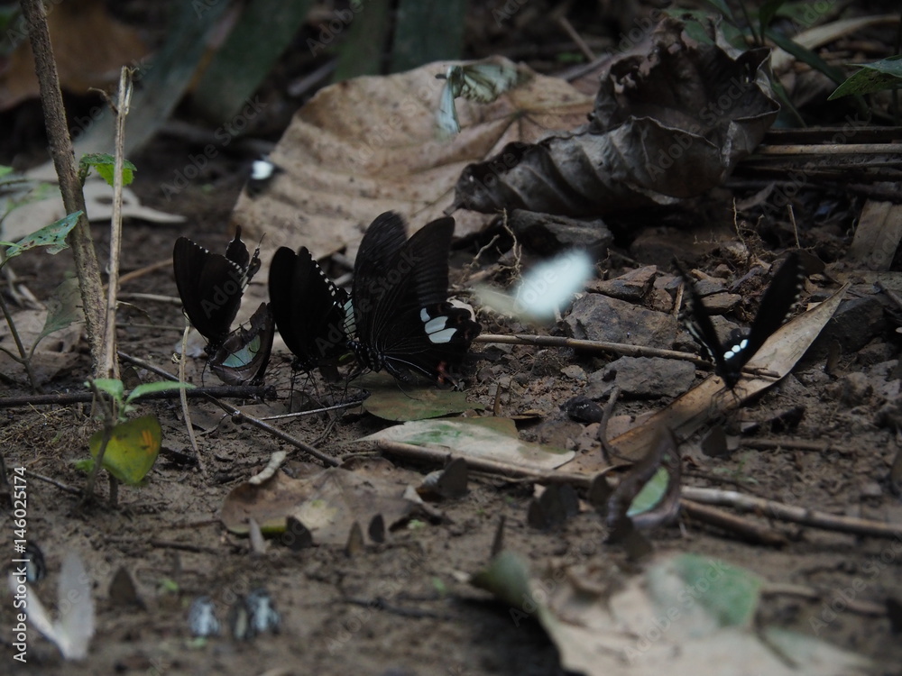 Fototapeta premium black butterfly on ground in forest