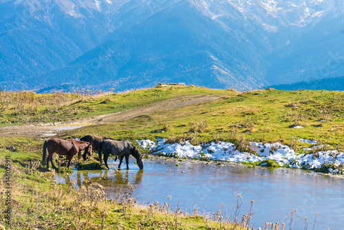 Horses near the lake in the mountains at sunny day