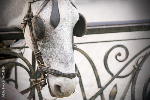 Konstfotografi Gray horse with blinkers