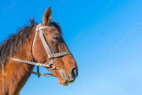 Head of a brown horse against a blue sky © watman
