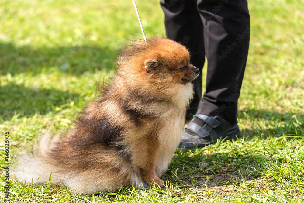 Pomeranian spitz dog in the park