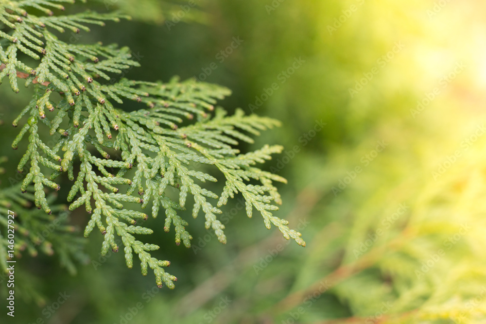 green thuja tree branches close up details as background image