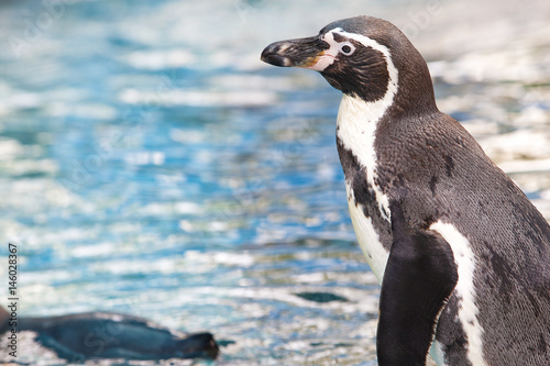 Humboldt Penguin  Spheniscus humboldti 