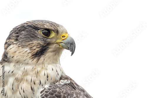 Photo Portrait of a saker peregrine cross hybrid falcon looking right isolated on whit