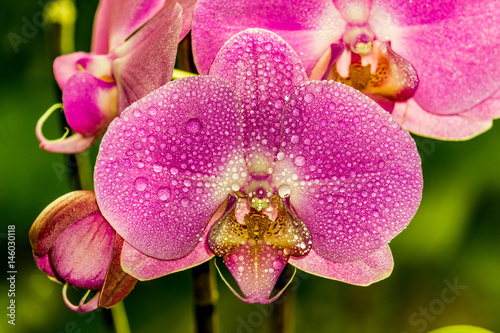 Orchideen mit Tautropfen
