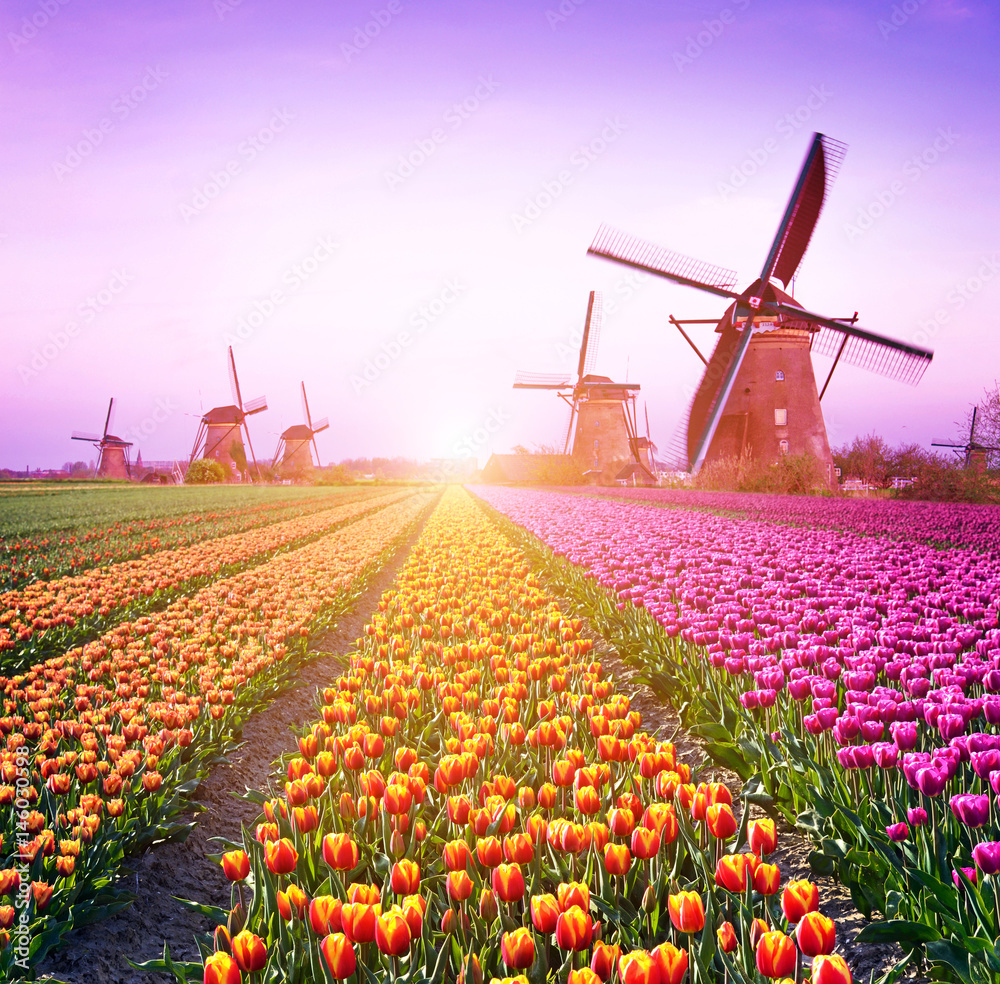Magical fairy fascinating landscape with windmills middle tulip field in Kinderdijk, Netherlands, Europe at dawn. (Meditation, anti-stress, Harmony - concept)