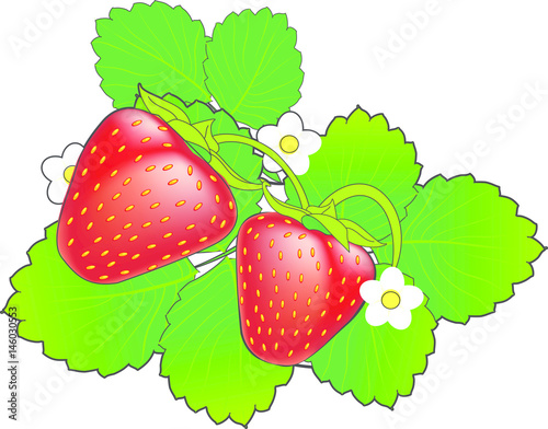 Ripe red cartoon strawberry with green leaves and white flowers.