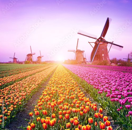 Obraz na płótnie Magical fairy fascinating landscape with windmills middle tulip field in Kinderdijk, Netherlands, Europe at dawn. (Meditation, anti-stress, Harmony - concept) w salonie
