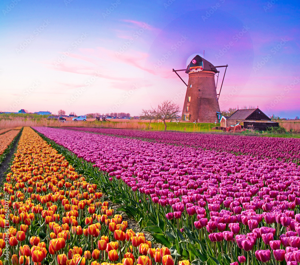 Magic fascinating picture of beautiful windmills spinning in the midst tulip field in Kinderdijk, Netherlands, Europe at dawn.