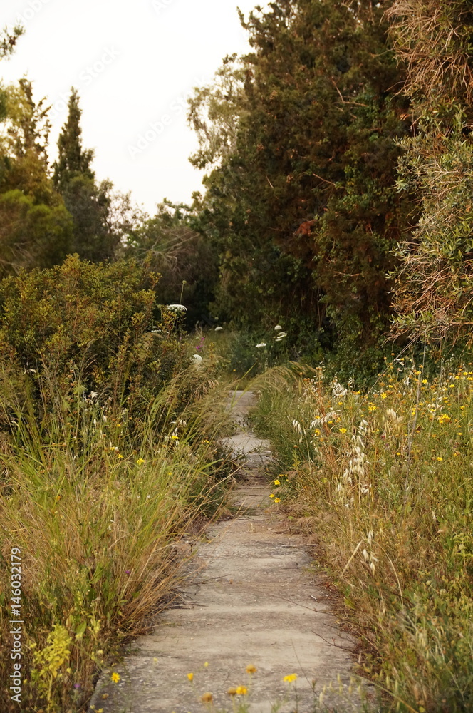 Concrete path in an abandoned garden, Israel Concrete path in an abandoned garden, Israel