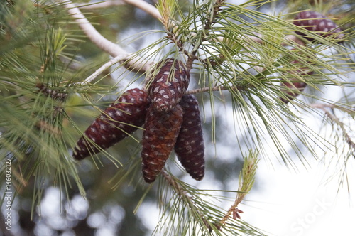 Cones of Cedar brevifolia