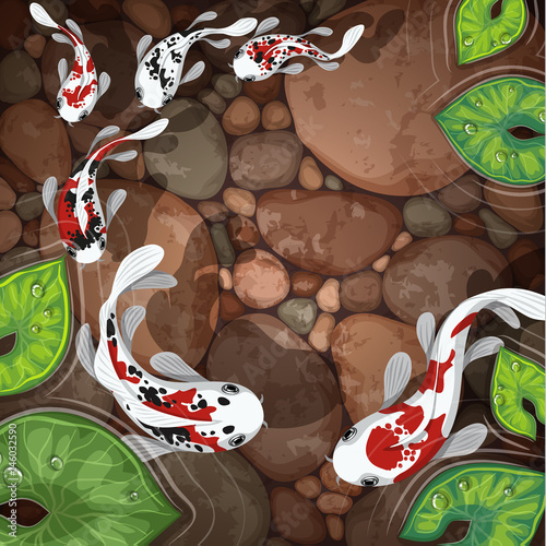 carps koi fish underwater pond