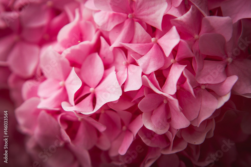 Texture of pink flowers
