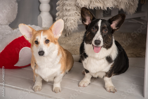 Tablou pe pânză Portraits of beautiful welsh corgi corgi dogs cardigan black and welsh corgi pem