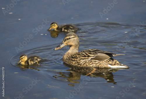 Mother duck and two little ducklings