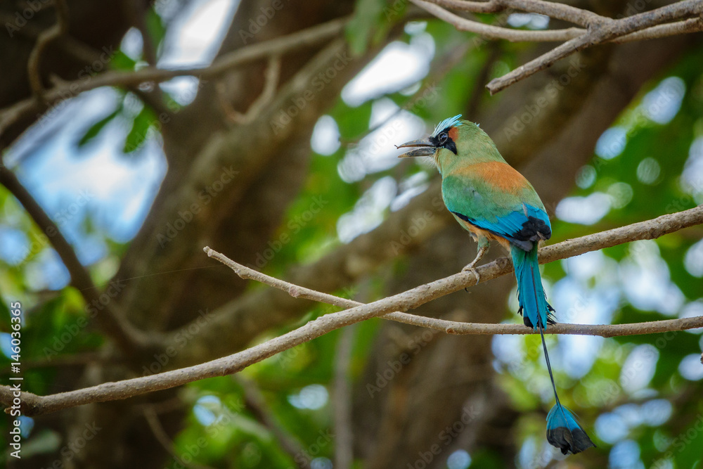 Highland Motmot, Momotus aequatorialis, rear view Highland Motmot, Momotus aequatorialis, rear view