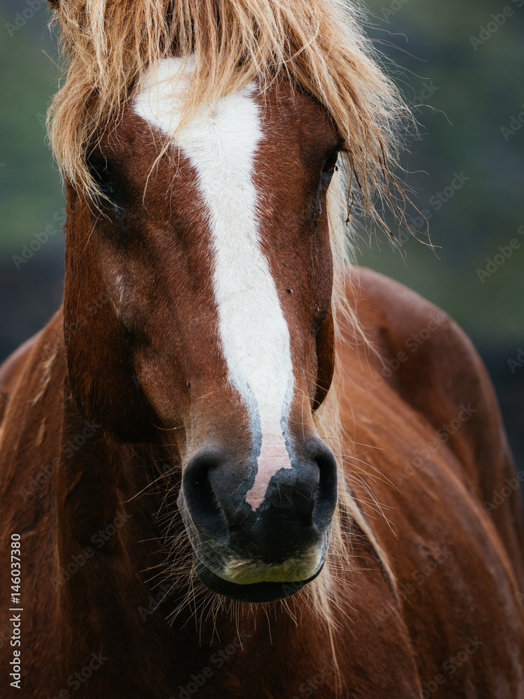 Obraz premium 与那国馬