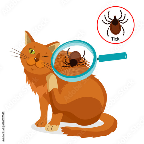 Cat Parasites. What To Know About Feline Parasites. Tick On Cat In The Fur As A Close Up Magnification Vector. Spread Of Infection. Veterinary Medicine Vector.
