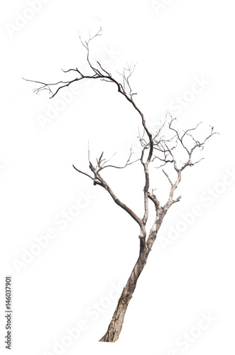 Single old and dead tree on white background