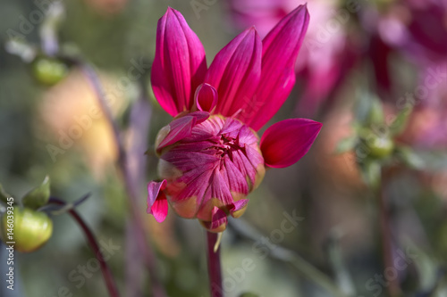 Dahlia flower