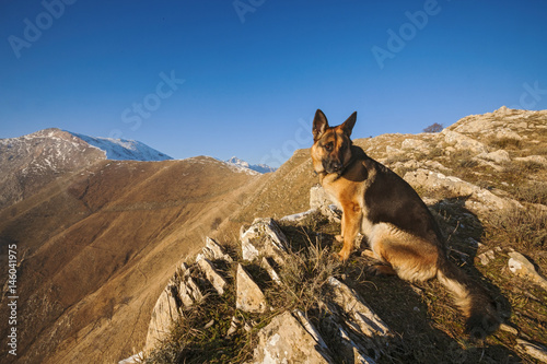German Shepherd on the top of a mountain.