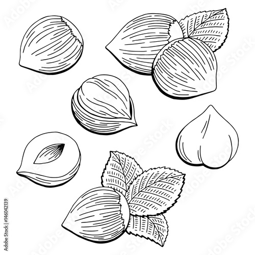 Hazelnut graphic black white isolated sketch illustration vector