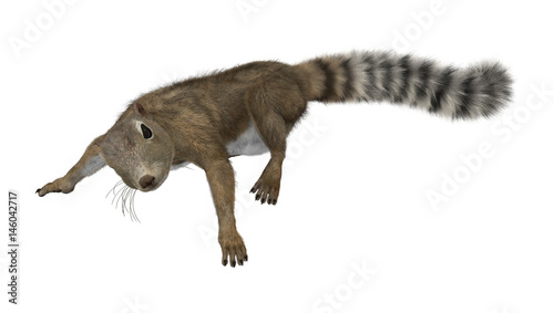 3D Rendering Gambian Sun Squirrel on White photo