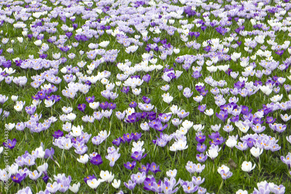 Obraz premium Crocuses in a field
