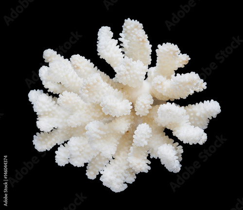 Fototapeta Naklejka Na Ścianę i Meble -  White coral isolated on a black background