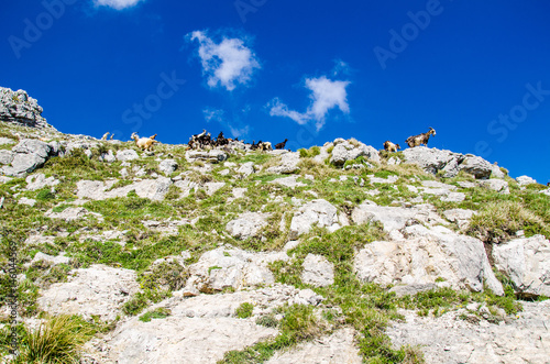 Capre di montagna photo