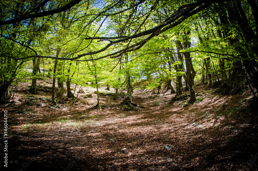 Obraz premium Alberi di montagna