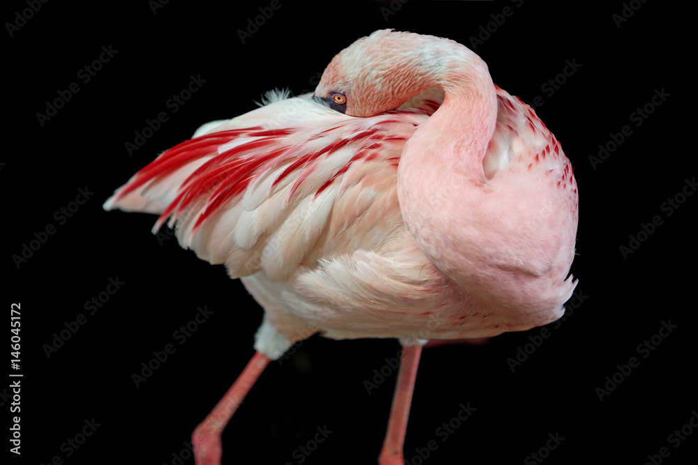 Fototapeta premium Den Kopf ins Gefieder stecken