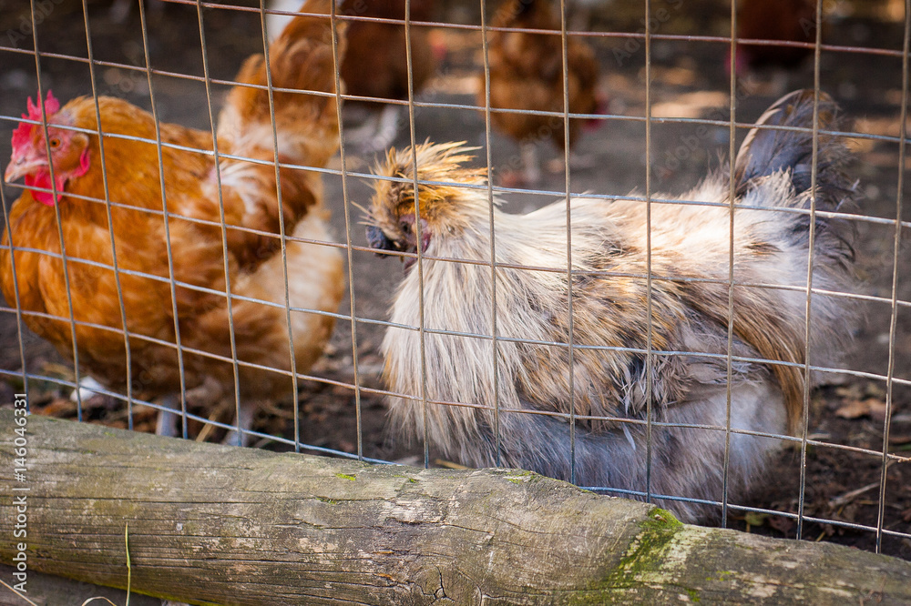 Chiken behind bars, farm in UK, London
