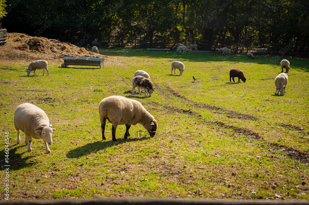 Sheeps on field UK, London