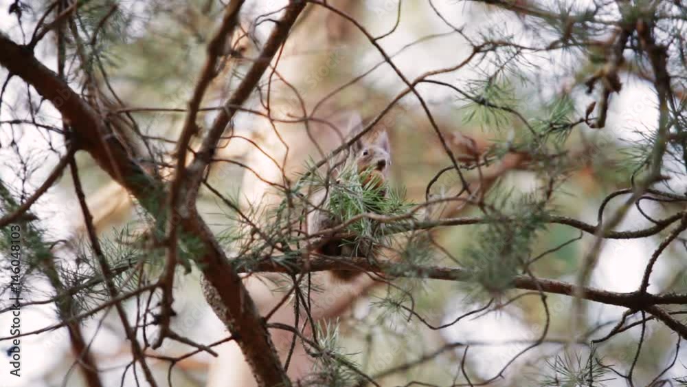 Squirrel jumping on wood, branches, spring, squirrel Squirrel jumping on wood, branches, spring, squirrel
