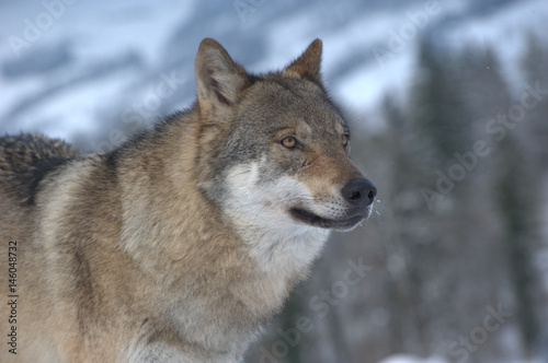 Wolf riecht Beute © MEISTERFOTO
