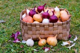 Fresh onions in basket on grass, harvest. White, red onion background.
