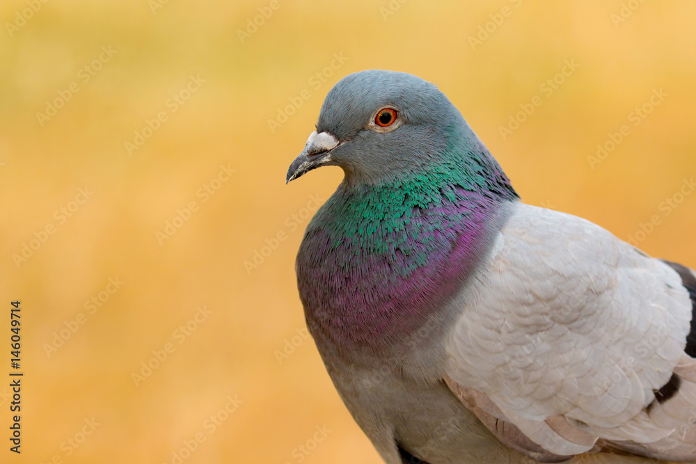 Portrait of a wild dove with beautiful feathers Portrait of a wild dove with beautiful feathers