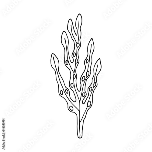 Alga. Vector hand drawing