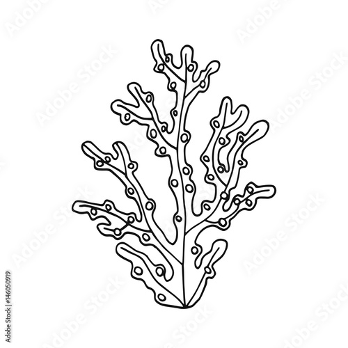 Alga