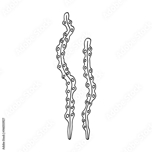 Alga drawing