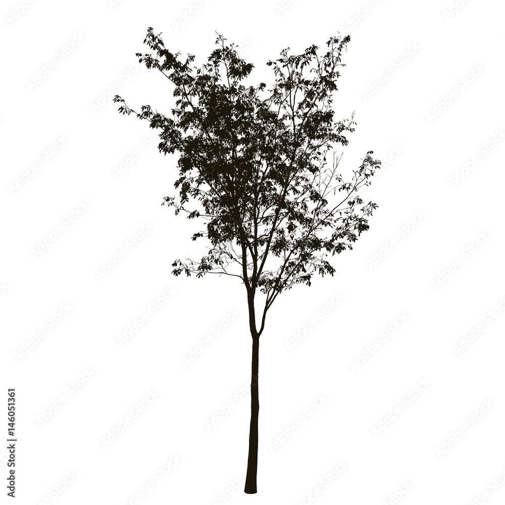 Obraz premium Tree silhouette isolated on white background 