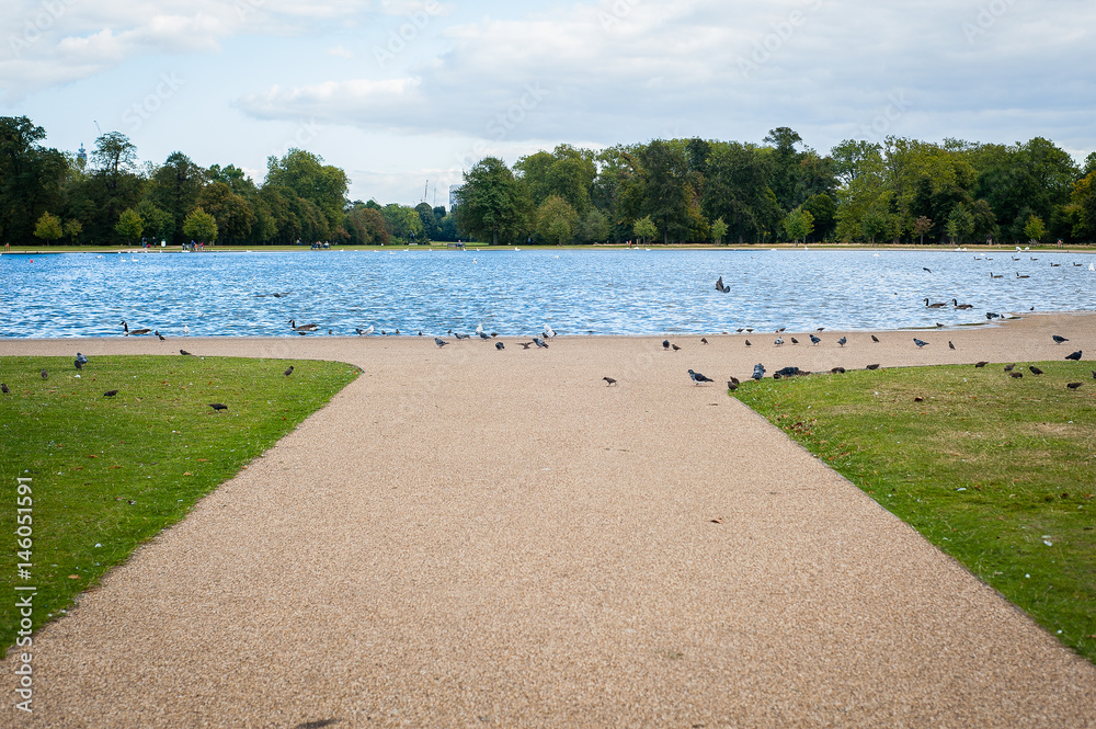 2017 January United Kingdom London Hyde Park White swans and other birds on the lake