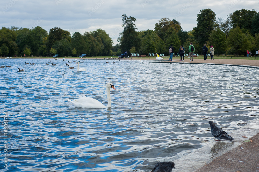 2017 January United Kingdom London Hyde Park White swans and other birds on the lake