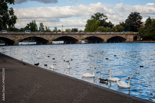 2017 January United Kingdom London Hyde Park White swans and other birds on the lake