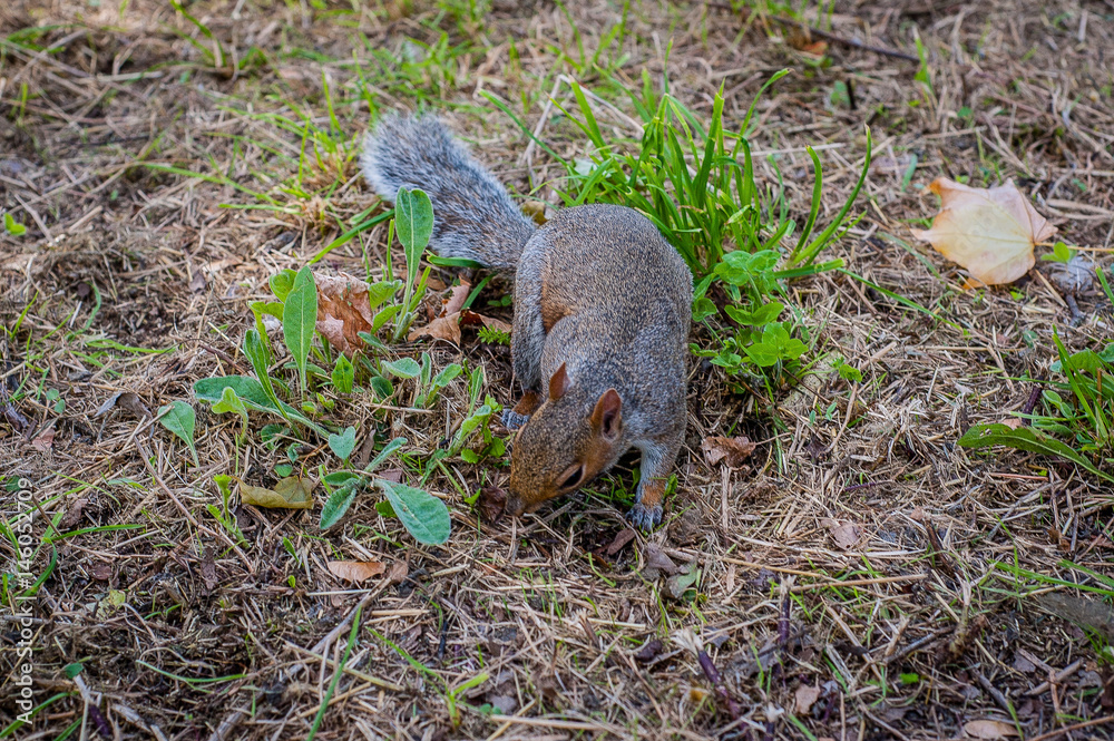 2017 January United Kingdom London, Squirrel in one of london parks