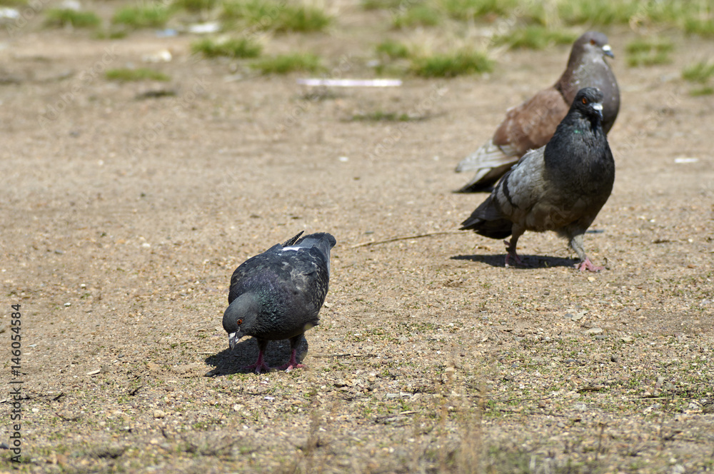 Obraz premium голубь в городском парке