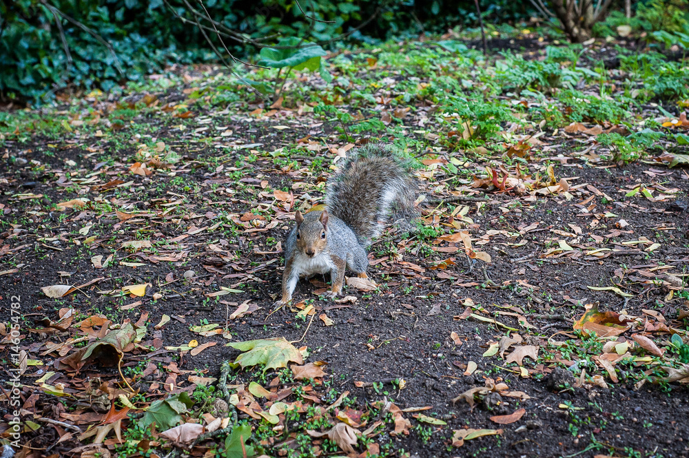 2017 January United Kingdom London, Squirrel in one of london parks