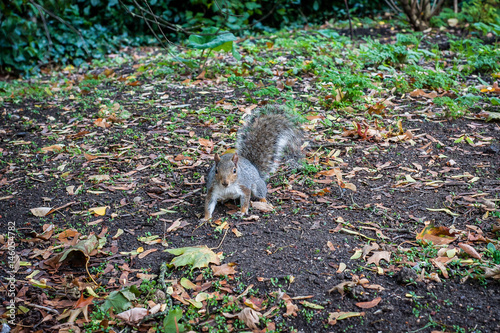 Obraz na płótnie 2017 January United Kingdom London, Squirrel in one of london parks w salonie