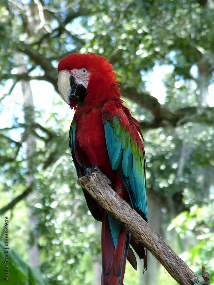 Red Macaw